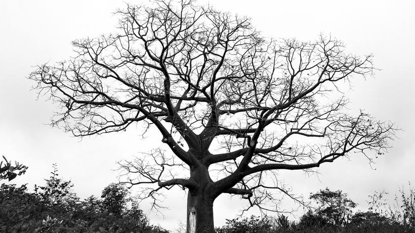 Bild: Pixabay / hbieser